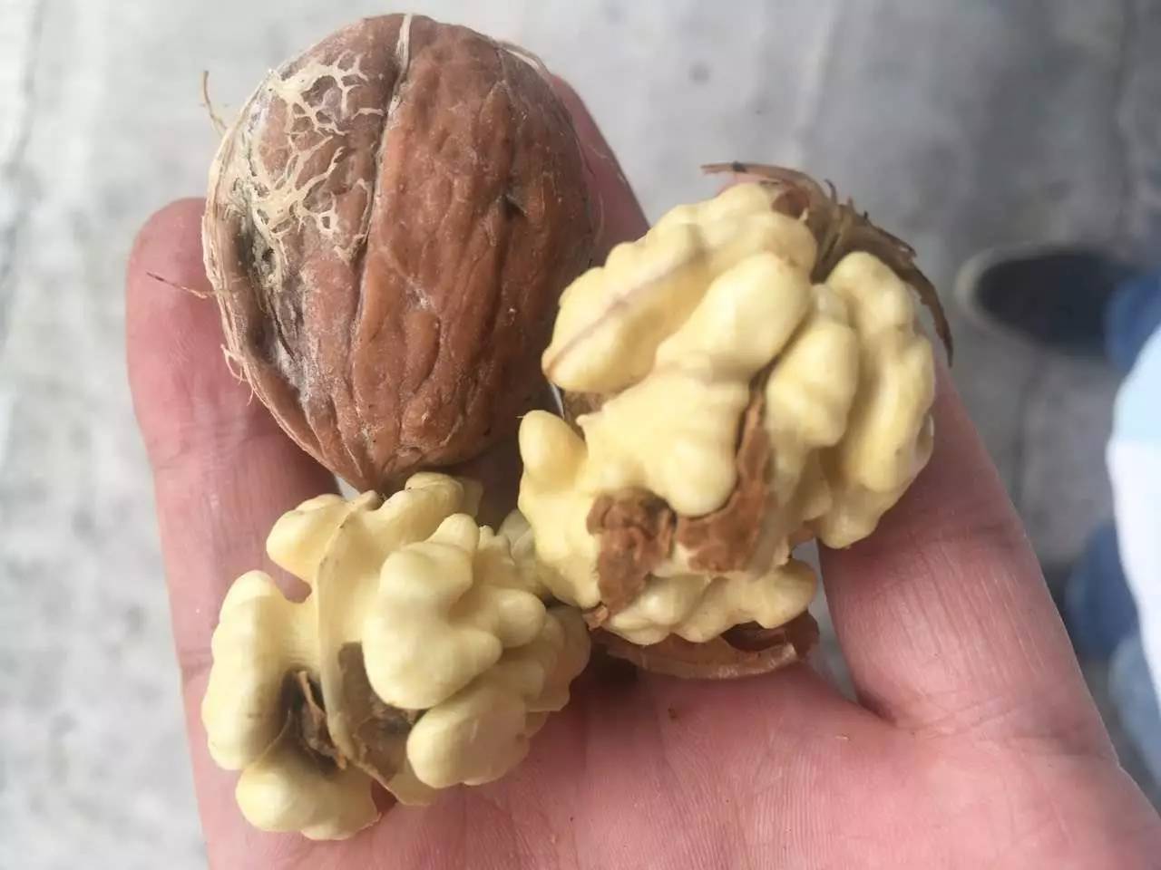 一夜未眠,就为这道难题:被门夹过的核桃还能补脑吗?