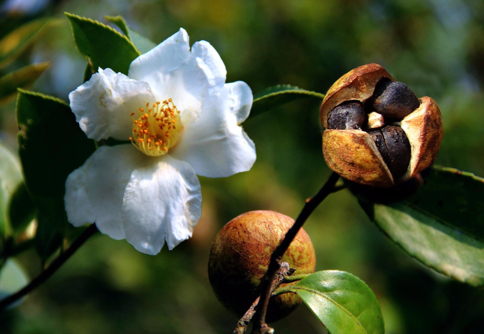 升级油茶产业发展 振兴新农村经济