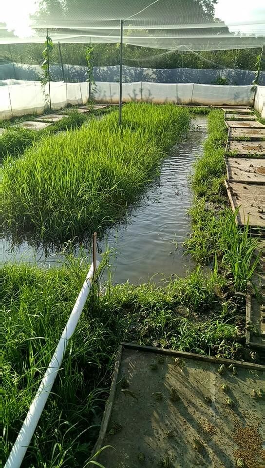 现在养殖环保投入高,搞什么养殖投入少、赚钱