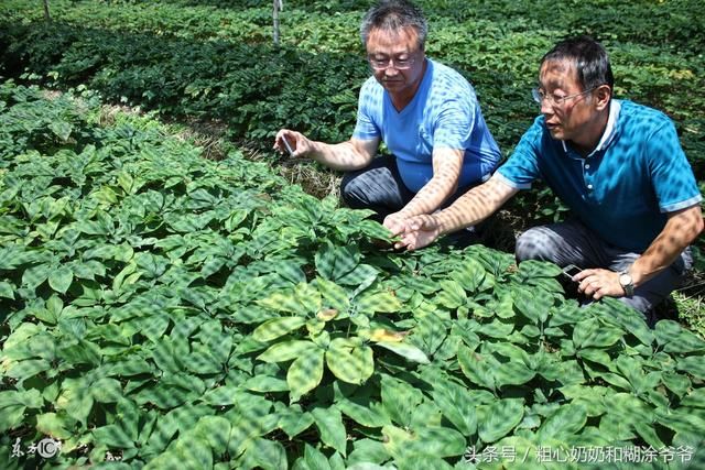 2018年广东农村创业适合种植那些中草药品种