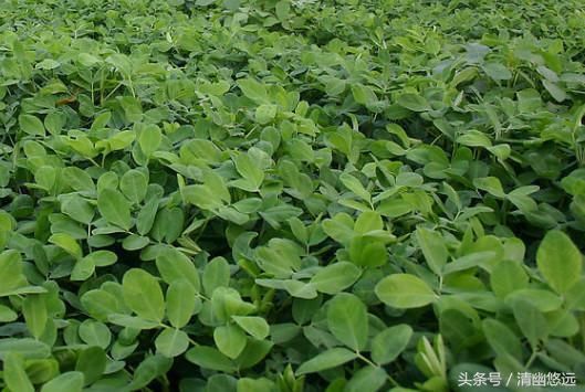 生活小常识:花生叶子熬水喝有镇静助眠的作用