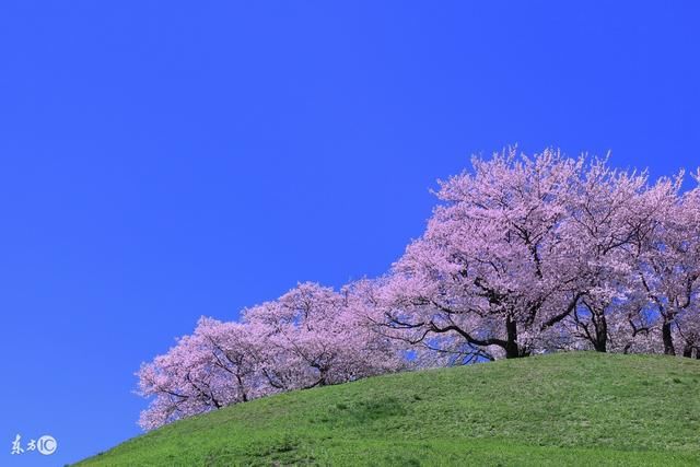 生肖虎在鸡年得运势直线回升,特别74年的属