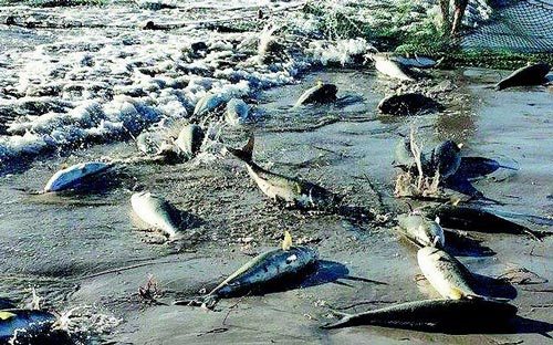 同样都叫三文鱼 价格、颜色和口感差距咋这么大呢?