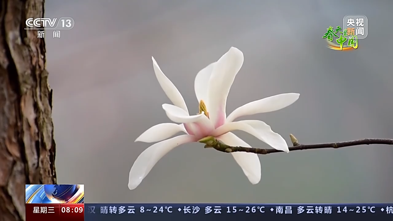 早春各地草木萌发 一起欣赏欣欣向荣的景色→ 早春各地草木萌发 一起欣赏欣欣向荣的景色→