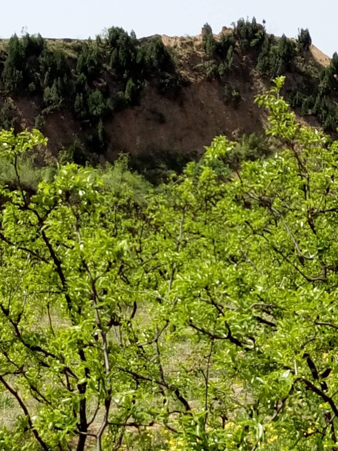 重耳枣的传统吃法,告诉孕妇红枣怎么吃最好?