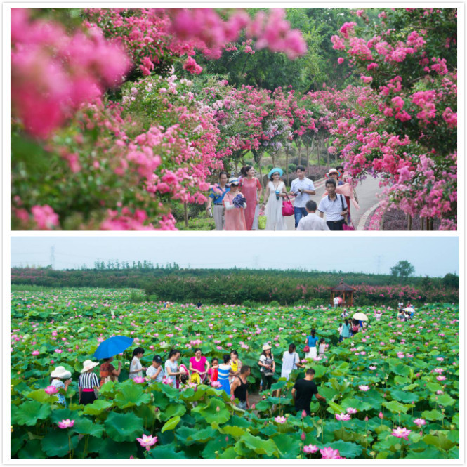 華中醉美盛景,霧裡看花-紫薇都市田園