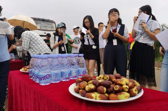 【2018网络媒体宁夏行】灵武长枣肉厚脆甜汁液多,让网媒记者唇齿留香 【2018网络媒体宁夏行】灵武长枣肉厚脆甜汁液多,让网媒记者唇齿留香