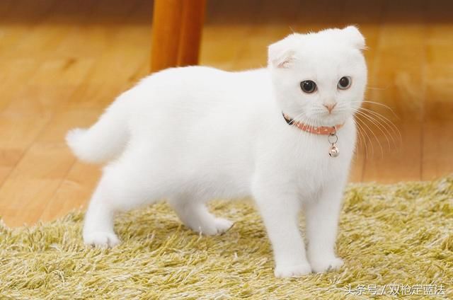 18069期双色球双枪定蓝法,如果选偶数就剩这