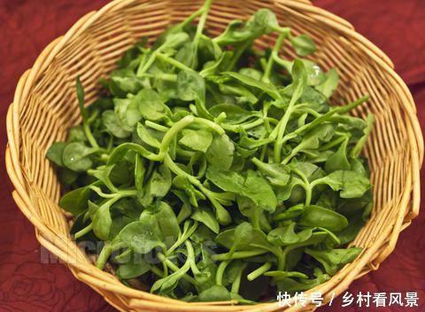 农民种田七不仅能食用,到底有什么功效与作用