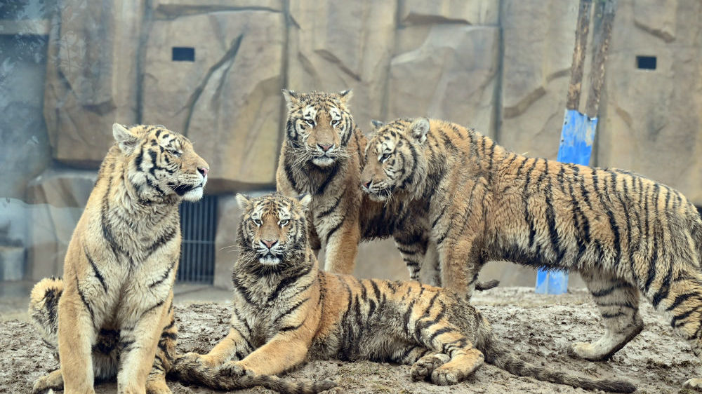 虎虎生威 群虎迎虎年！