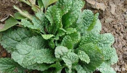 咽喉肿痛痰多难受!用此草泡水喝,咳嗽不咳,胜过