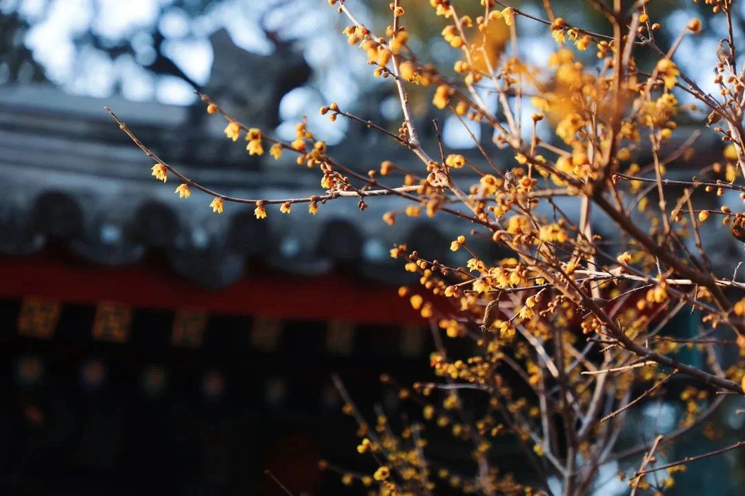 国家植物园卧佛寺赏梅正当时