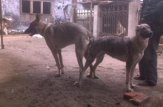 比藏獒还有凶狠的中国狼青 土豪最爱 比藏獒还有凶狠的中国狼青 土豪最爱