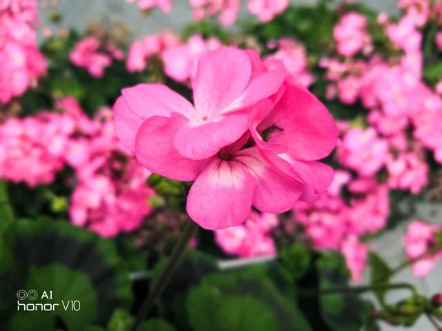 荣耀赵明微博晒拍花,网友:比雷军会拍多了!