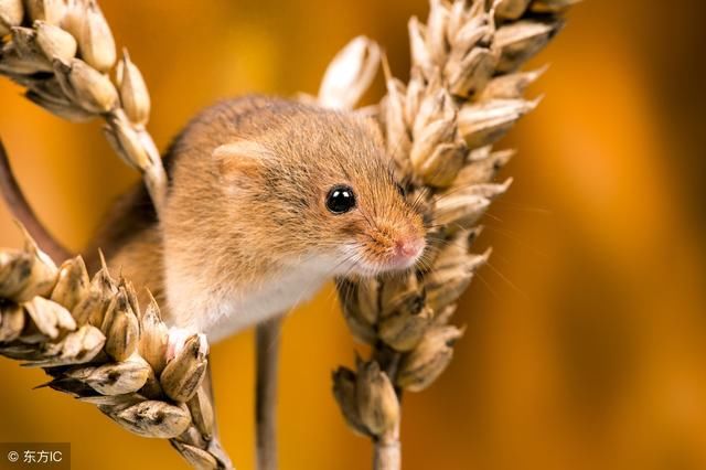 属鼠人的婚姻与命运如何?