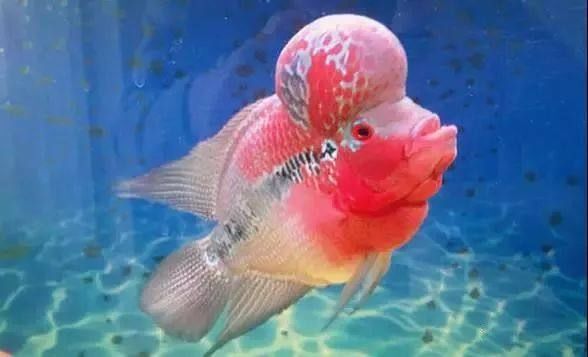 家居水景丨刚买的新鱼如何入缸才能确保不死呢