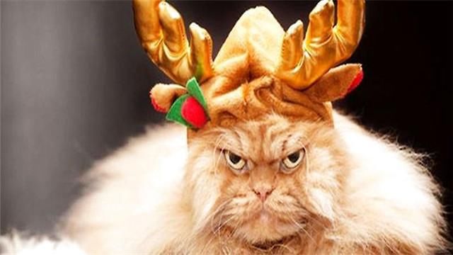 为什么猫对主人那么高冷,狗却那么热情?猫:靠