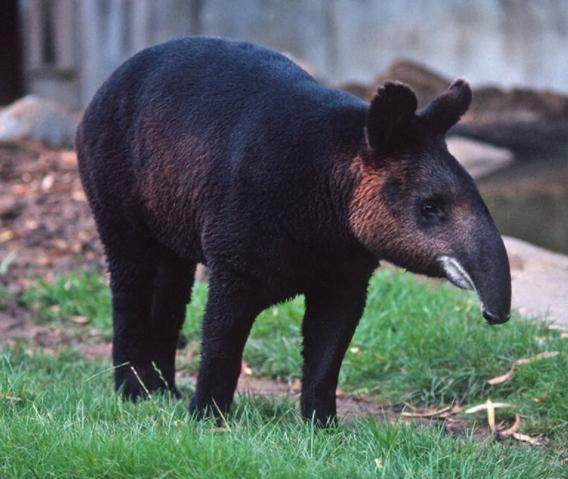 貘这种千奇百怪的神兽有哪些种类 亚洲貘最萌 雪花新闻