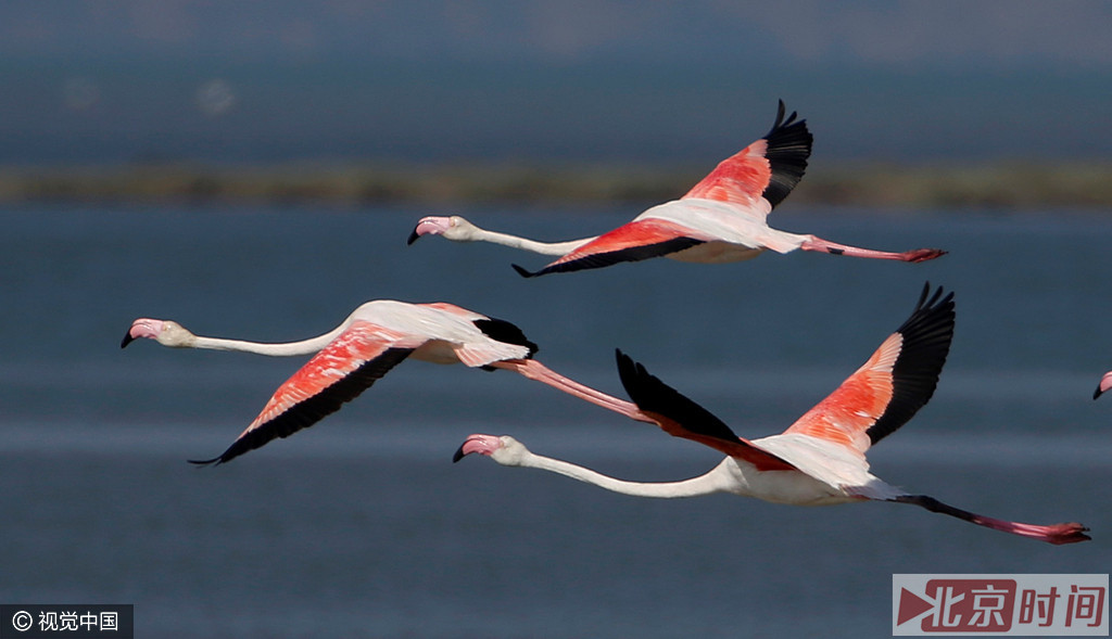 火烈鸟扎堆栖息鸟类天堂 粉红羽大长腿悠然挺立 火烈鸟扎堆栖息鸟类天堂 粉红羽大长腿悠然挺立