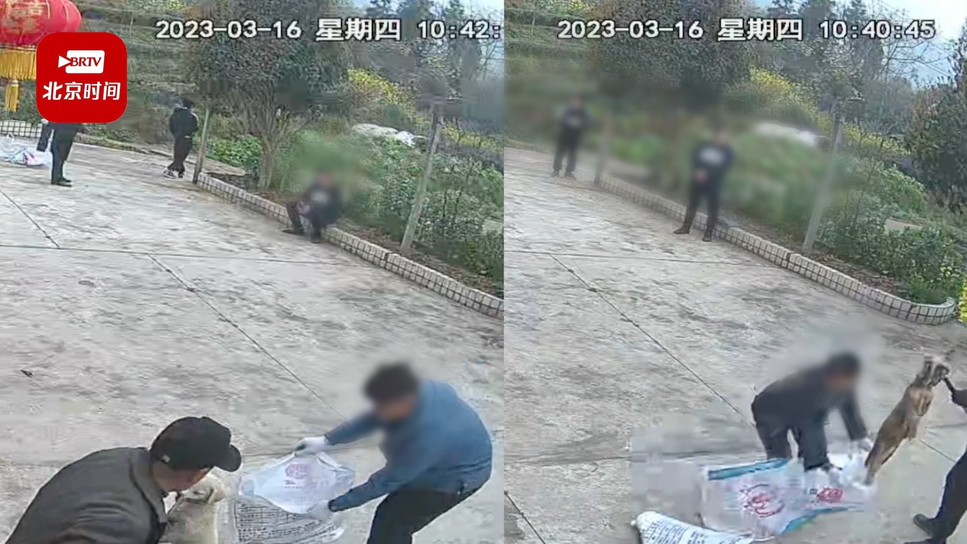 乡政府回应未提前通知捕杀带走村民的狗：发现狂犬病人捕杀疫点内的狗_北京时间