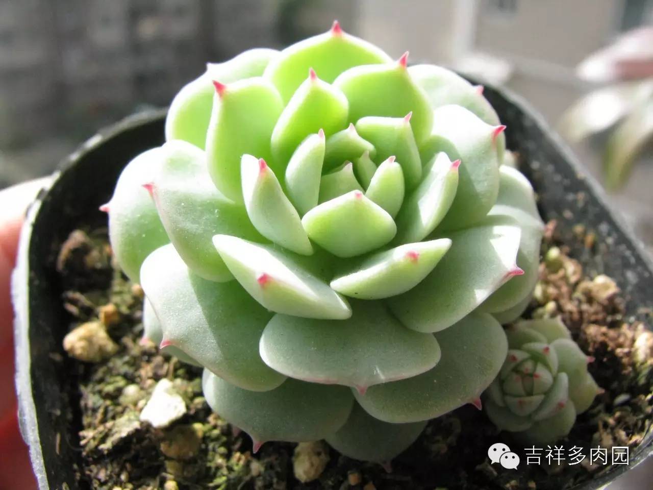 春末夏初的五月如何照顾多肉