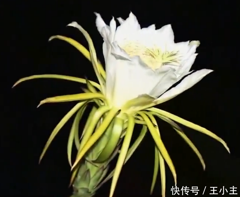 19岁少女种这东西,一年还清了200万巨债,父母