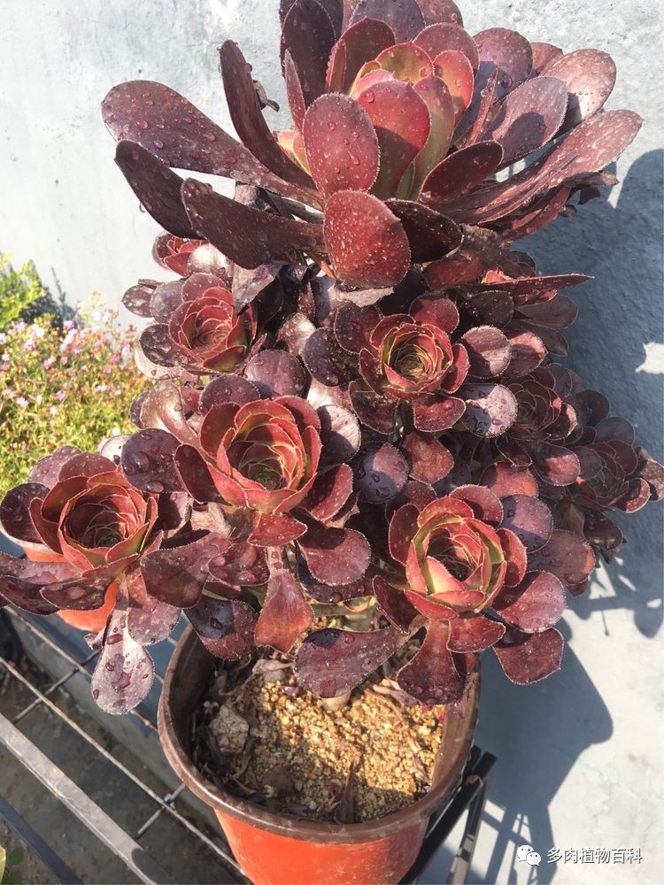 法师--多肉植物中的百变小生!