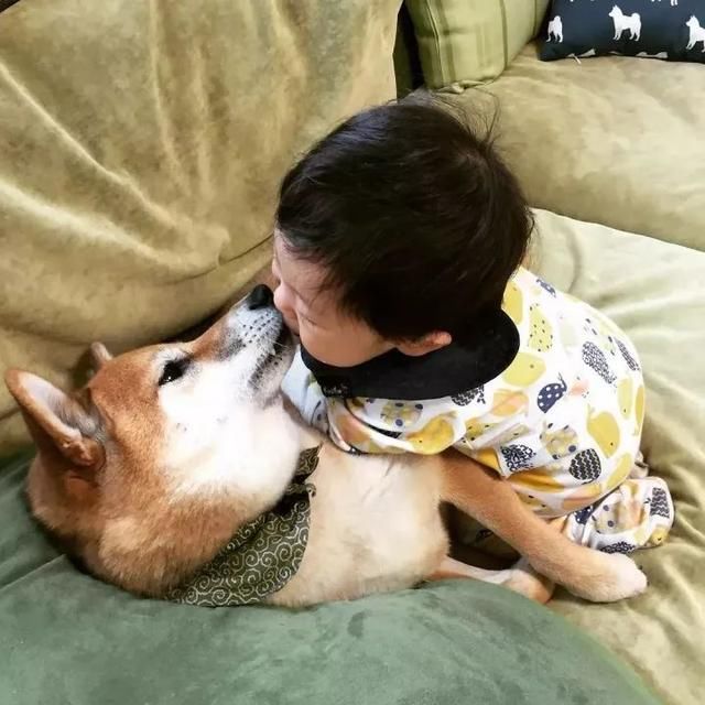 日本一柴犬家添了一个小主人后,它就像大哥一样开始无限宠溺!