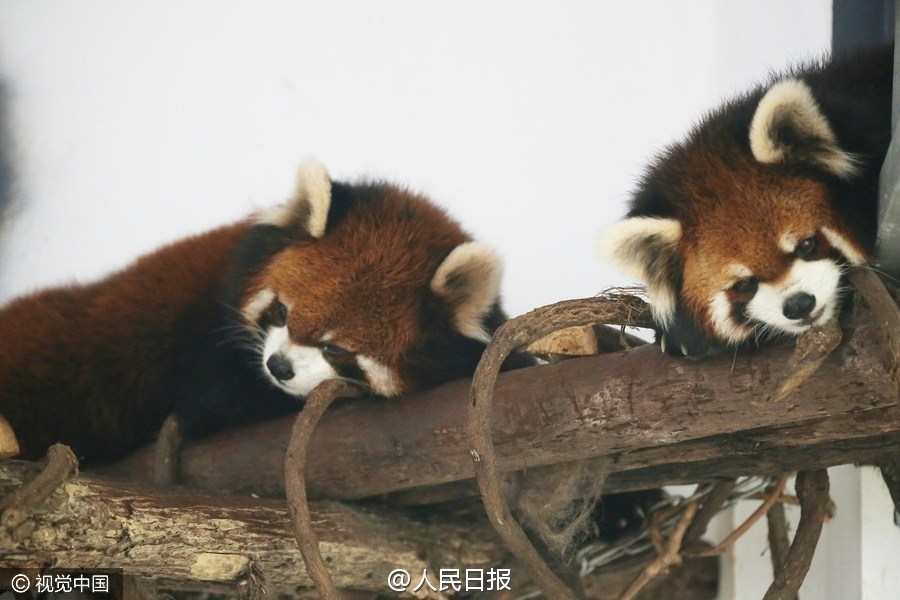 国庆黄金周最后一天，在重庆永川的乐和乐都动物世界，十只小熊猫好似患上“假期综合症”，集体上演“熊猫瘫”。