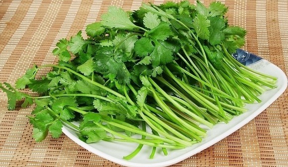 水煮香菜的功效与作用那么好?你还不知道!