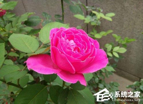 诺基亚X6好不好?Nokia X6手机评测