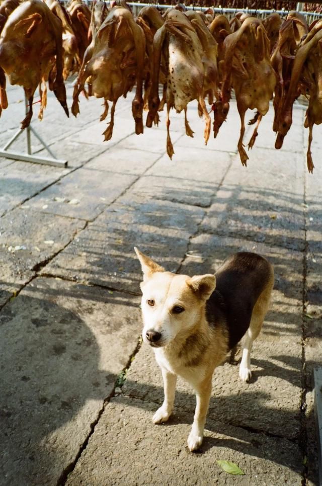 这里可能是江浙沪年味最浓的小镇