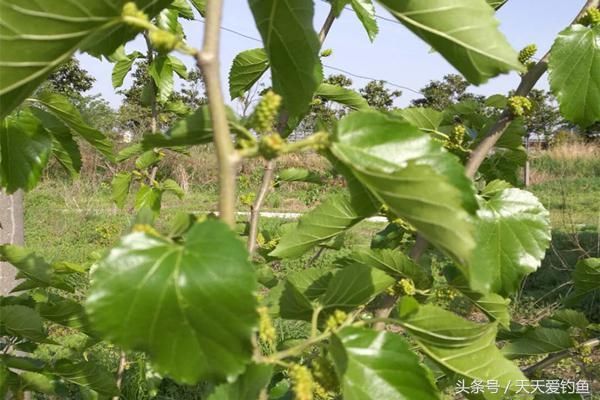 夏季夜钓草鱼,注意这些老套路,钓一次爽一次,草