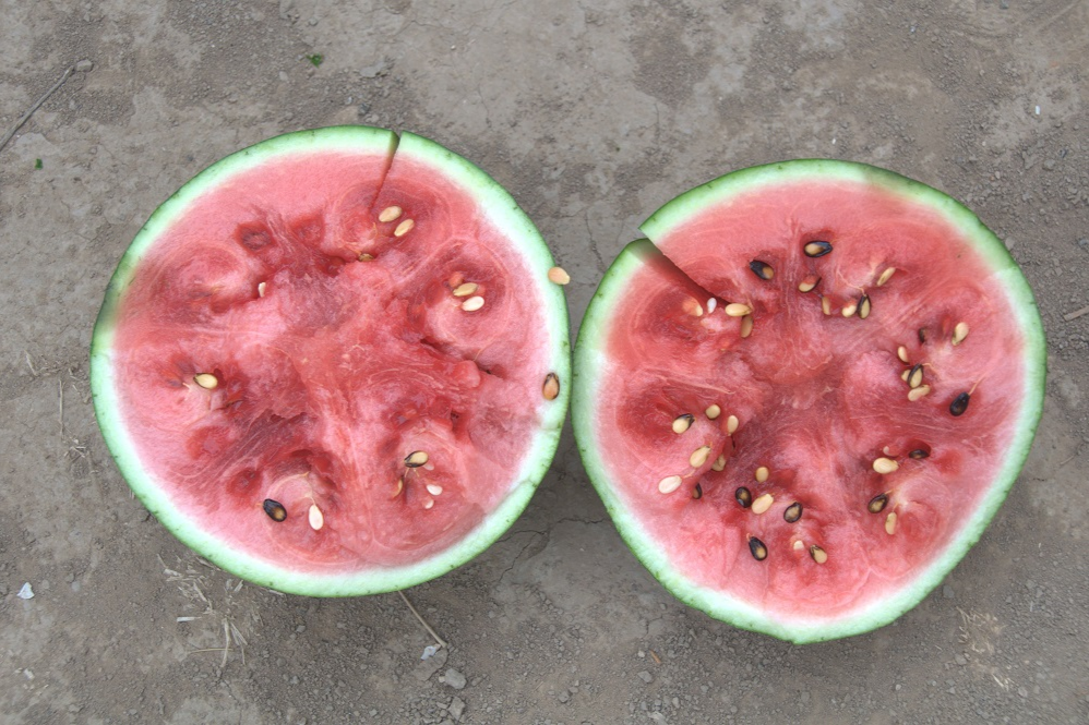 科学家发现西瓜抗黄瓜绿斑驳花叶病毒的基因