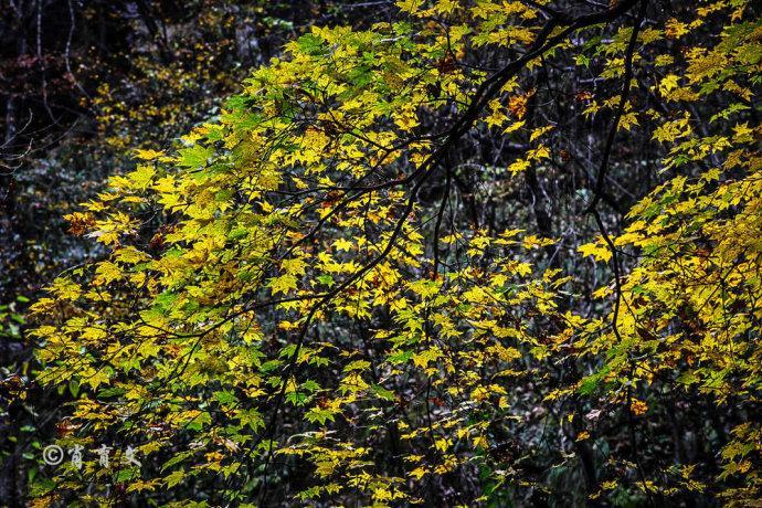 自驾神农架大九湖避暑环线之旅,这里以野人的