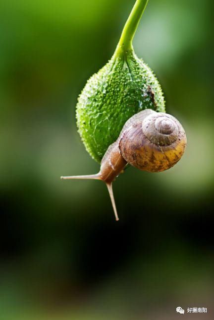 小动物和植物也是非常有意思的组合,生活中题材有很多.