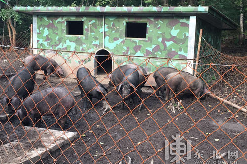宝宇雪猪乌马河养殖基地. 东北网记者刘嘉 摄
