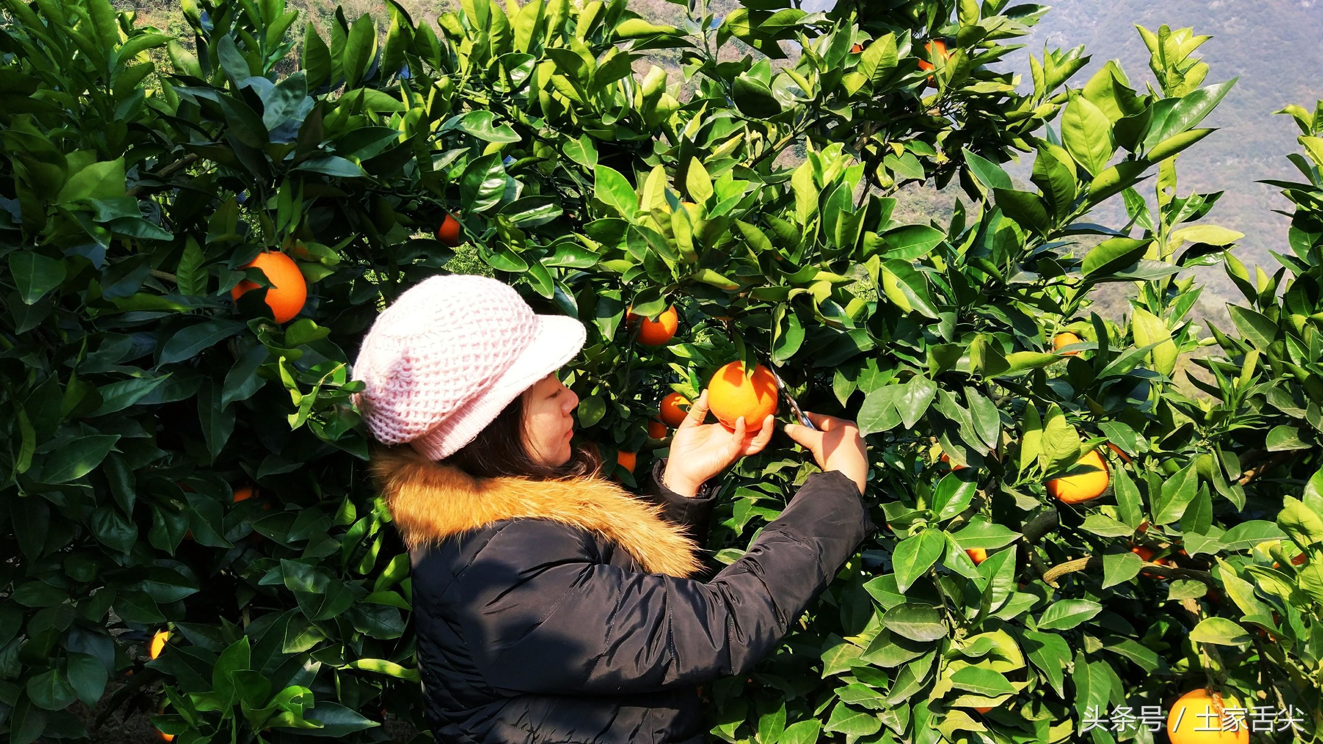 出产于长阳清江椪柑原产地岩松坪的纽荷尔圆红