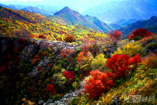 160公里外的红叶王国!来京郊北极乡寻找最美红叶 160公里外的红叶王国!来京郊北极乡寻找最美红叶