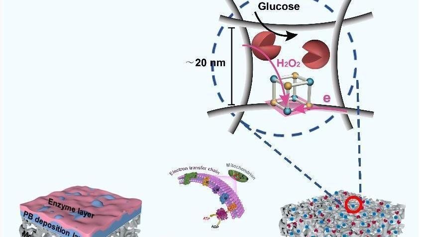 科研人员开发邻域纳米结构生物传感膜 科研人员开发邻域纳米结构生物传感膜