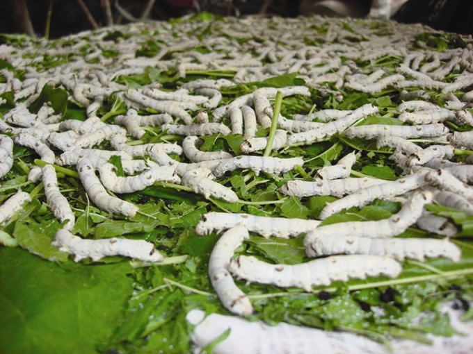 郧阳区胡家营镇土地沟村桑蚕长势喜人