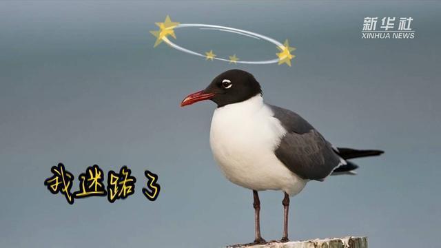 ha-ha-ha!我是笑鸥不是“搞笑鸟”,看看首次拍到的笑鸥究竟长啥样? ha-ha-ha!我是笑鸥不是“搞笑鸟”,看看首次拍到的笑鸥究竟长啥样?