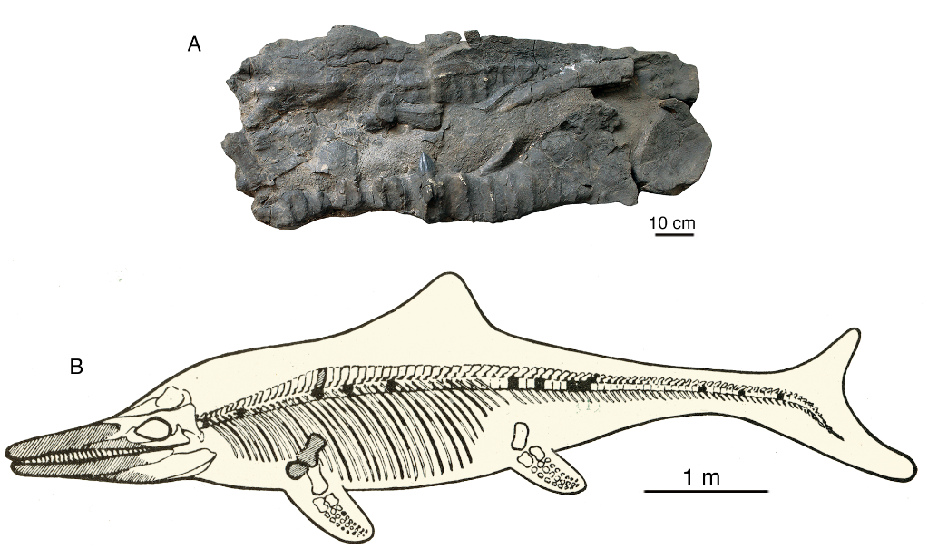 珠峰地区发现新的喜马拉雅鱼龙化石