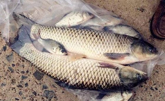 钓鱼人都知道,渔具市场上的饵料多如牛毛,好的太贵,可便宜的又没效果