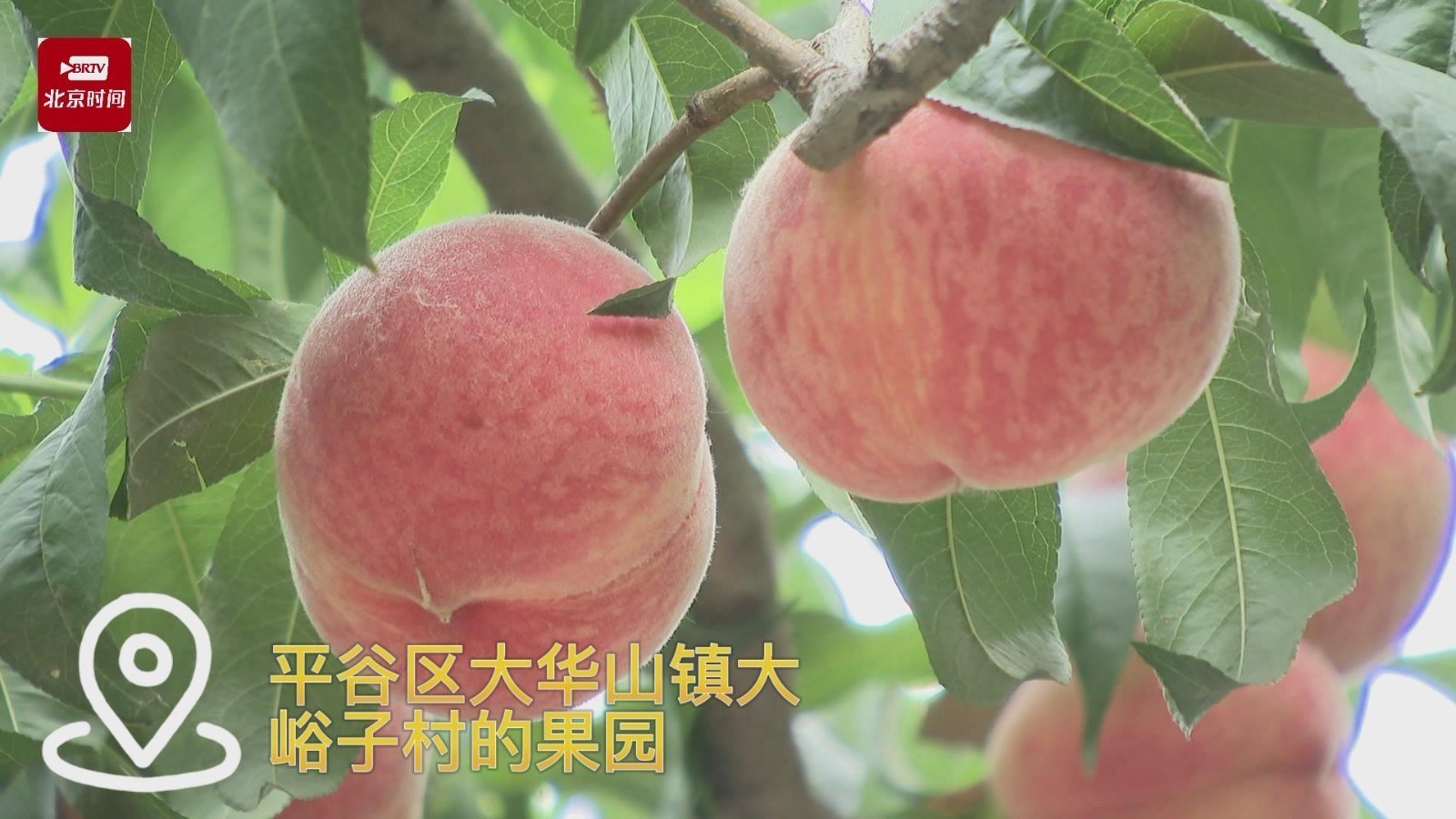 平谷区:早桃抢“鲜”上市 “鲜桃季”甜蜜开启 供应全国市场 平谷区:早桃抢“鲜”上市 “鲜桃季”甜蜜开启 供应全国市场