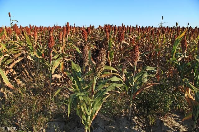 粮食直补:2018年6月农民有一笔粮补要到账,快