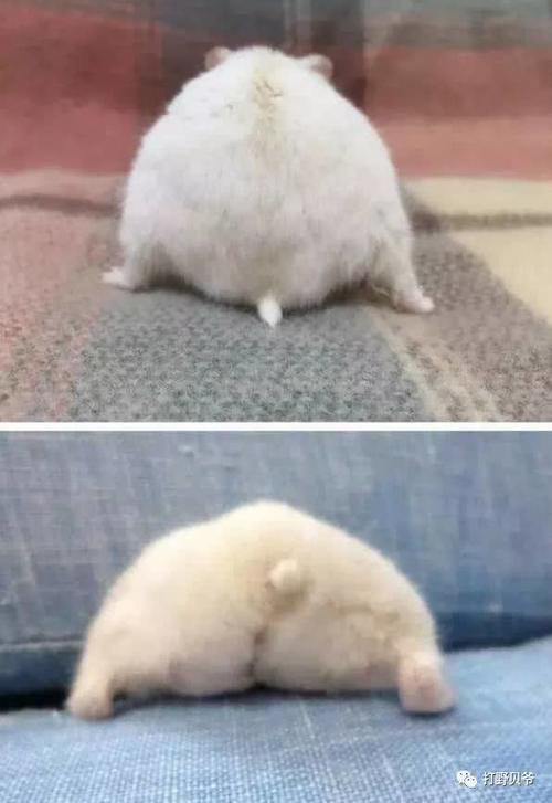 仓鼠其实也有小尾巴,不仅是个小萌点,并且有着大作用!