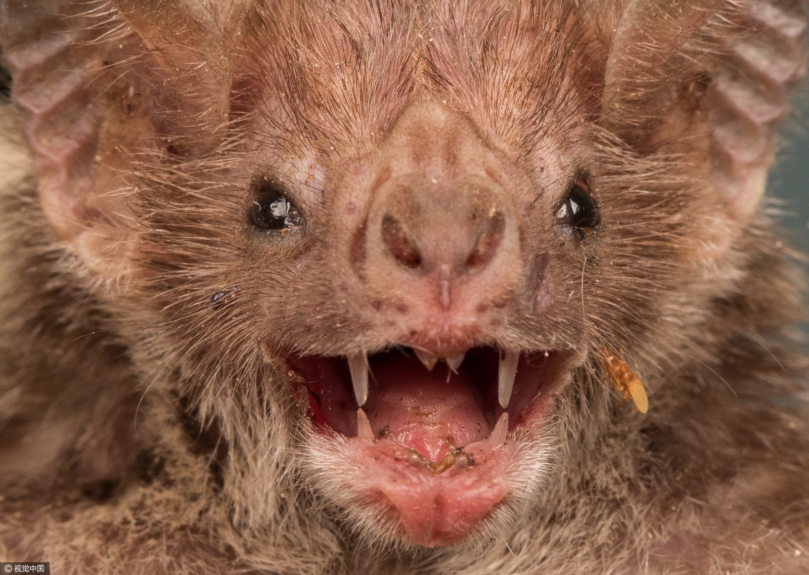 可怕 实拍吸血蝙蝠用沾血獠牙啃食动物
