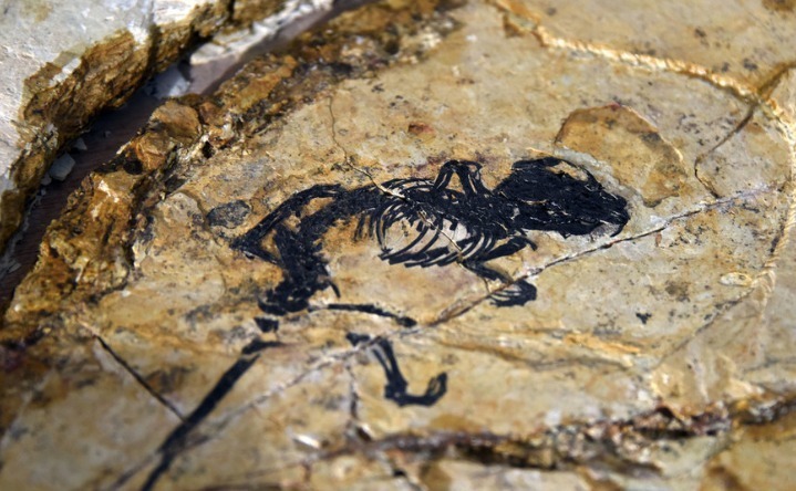 2019年11月28日，北京，中国科学院古脊椎动物与古人类研究所（中科院古脊椎所）研究团队最新通过对距今约1.2亿年的早白垩世多瘤齿兽类新属种——盖氏热河俊兽化石的深入研究，提出一种新的哺乳动物中耳演化模式。