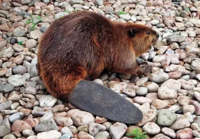 各地出现的二三十多斤的"大老鼠",到底是怎么回事?